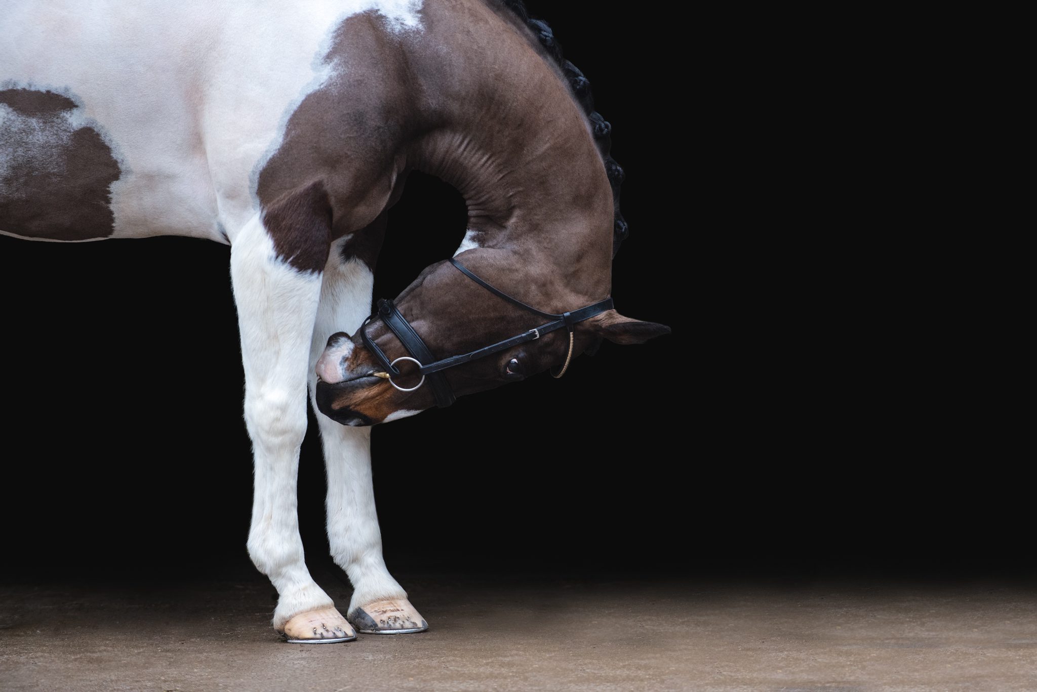 black background fine art tricolour sports horse venter