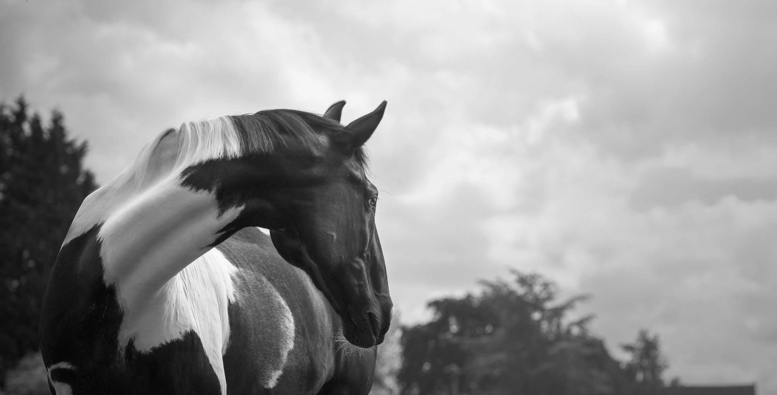 Portrait Photoshoot | Suffolk | Snow day Suffolk Horse Photographer | Horse Photography by Laura Fiddaman